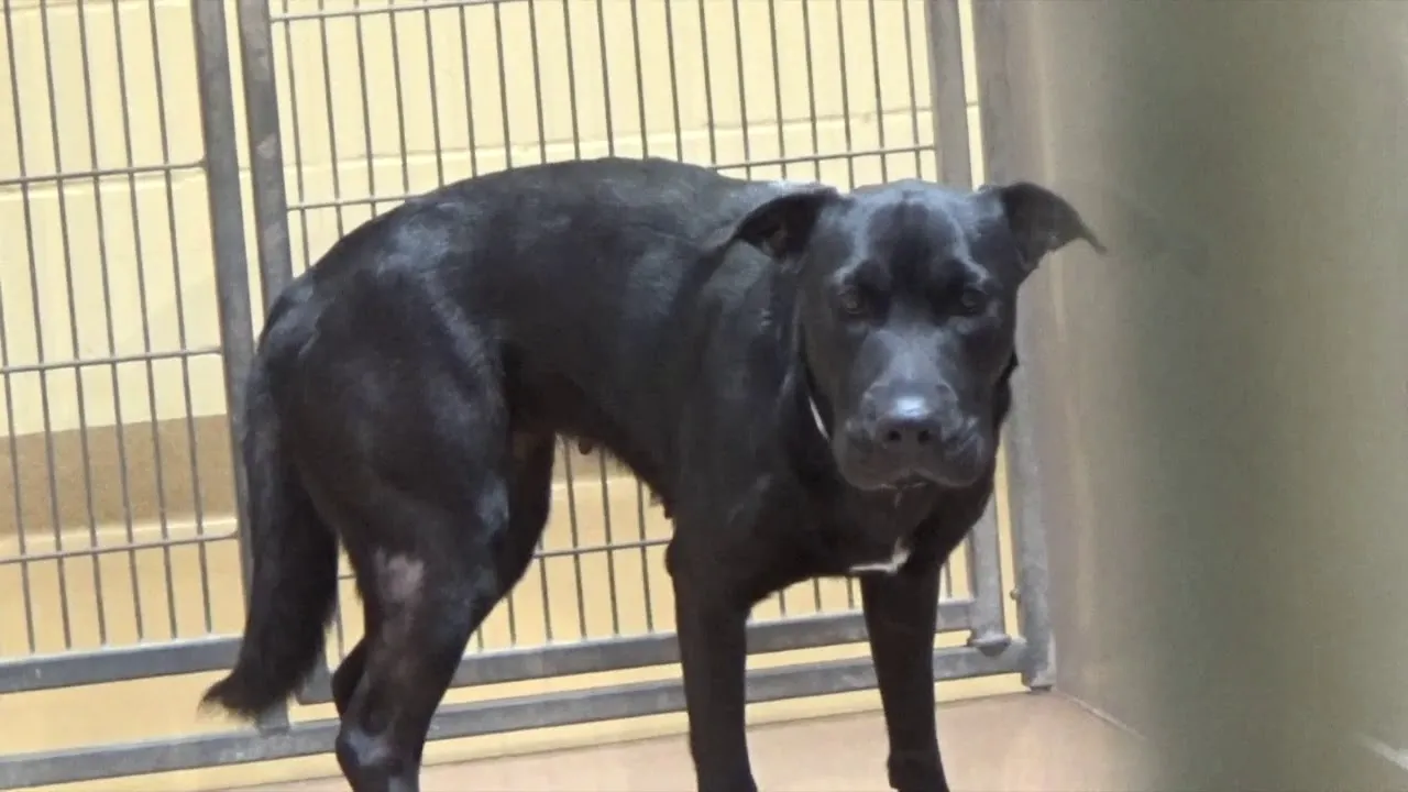 Lab Pei